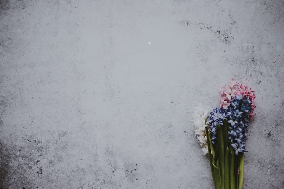 Hyacinths, blue, white, and pink flowers on concrete floor, stem HD wallpaper