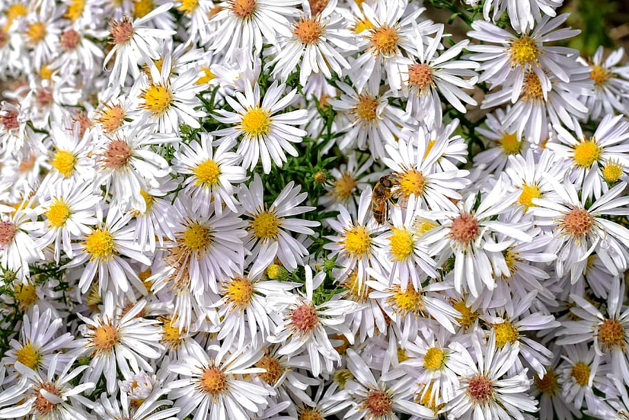 herbstastern, aster dumosus, asters, composites, flower, blossom HD wallpaper
