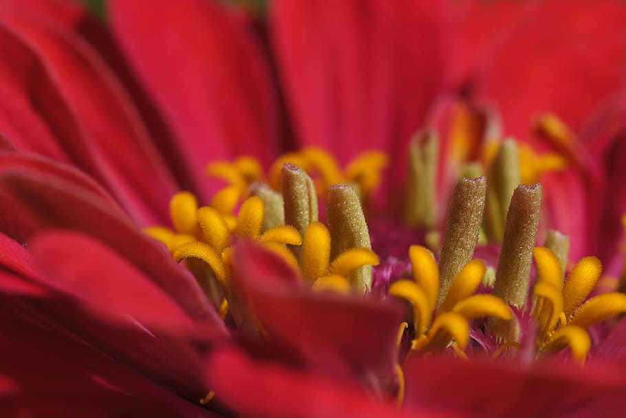 gerbera, macro, close, pollen, flower, blossom, bloom, red HD wallpaper