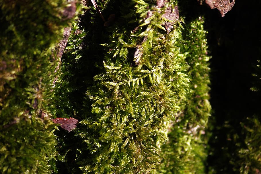 moss, plant, nature, leaf, growth, tree, no people, green color HD wallpaper
