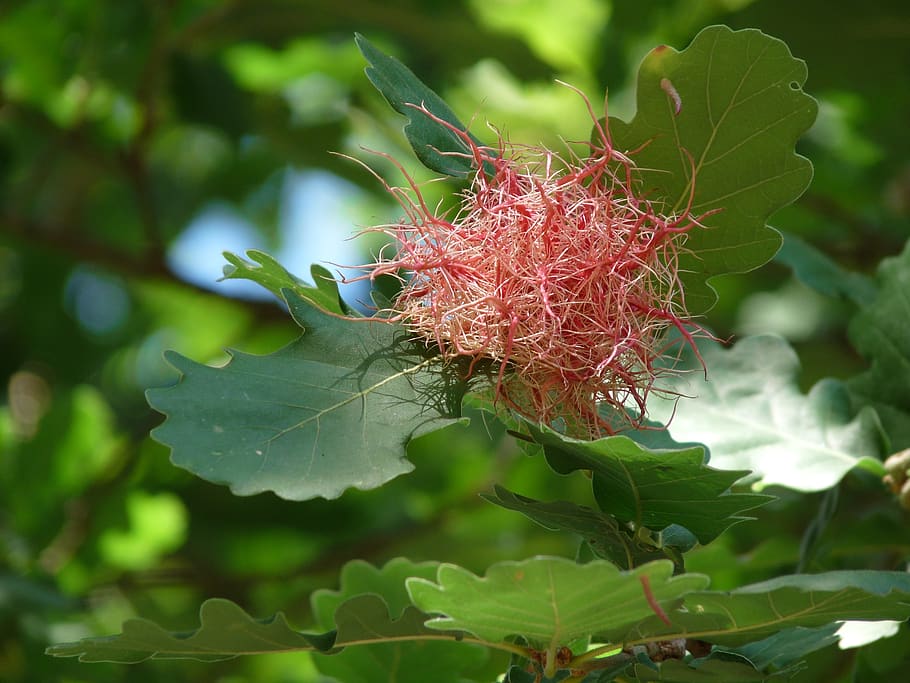 holm, flower, tree, plant, plant part, leaf, growth, green color HD wallpaper