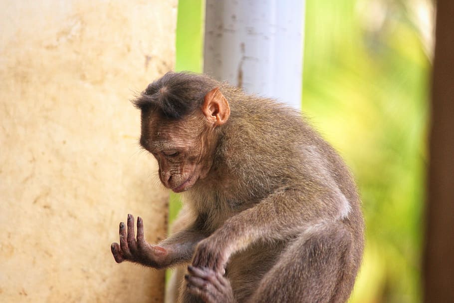 monkey, primate, ape, wildlife, mammal, nature, animal, cute HD wallpaper
