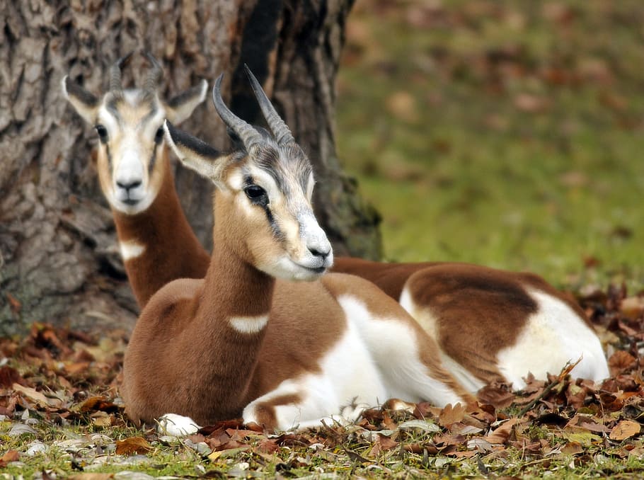 zoo, hellabrunn, munich, animal themes, animal wildlife, group of animals HD wallpaper