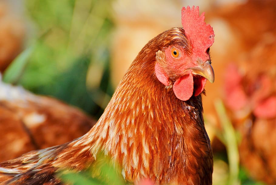 chicken, hen, poultry, range, livestock, farm, bird, chickens HD wallpaper