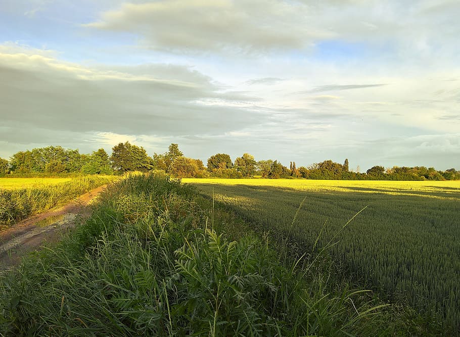 Landscapes, Fields, Green, Wheat, Spring, nature, rural Scene HD wallpaper