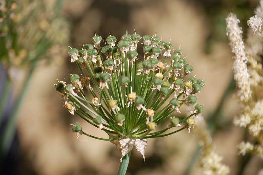 Nature, Ui, Plant, growth, close-up, day, no people, flower HD wallpaper
