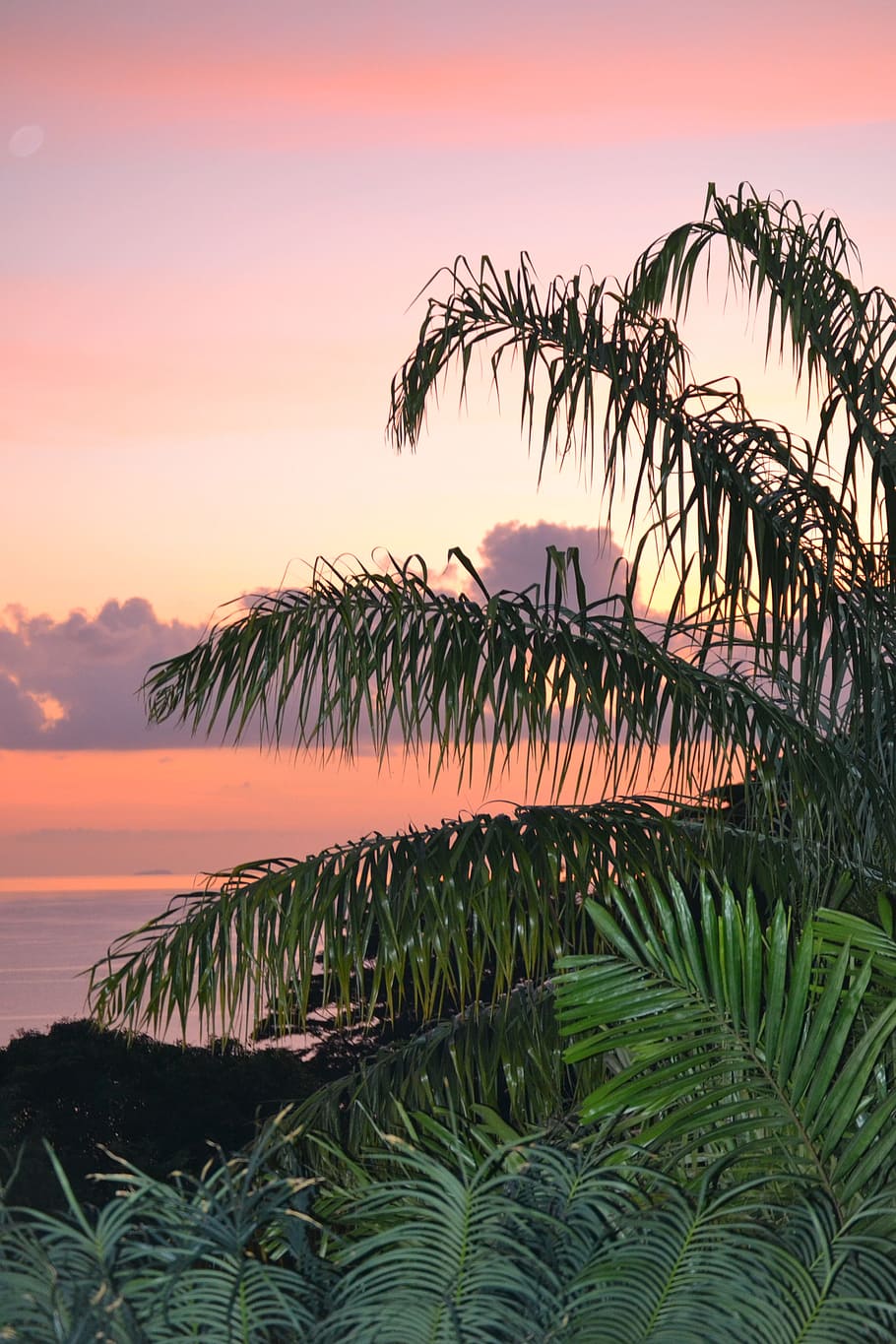 Mahe, Sunset, Seychelles, Palms, sky, idyllic, peaceful, red HD wallpaper