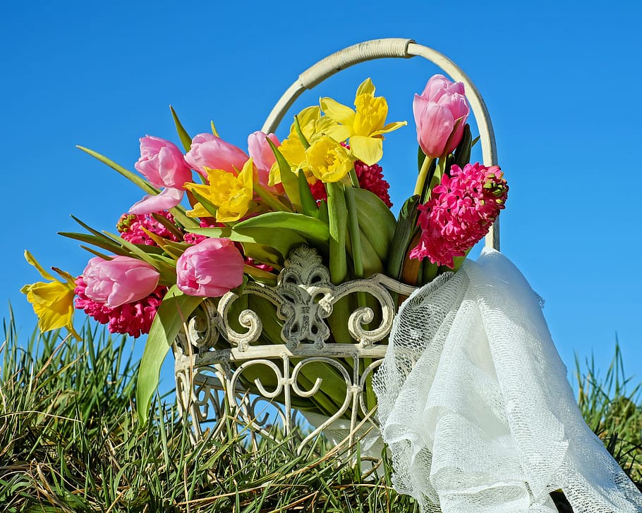 yellow daffodil, red tulips, and red hyacinth flowers with basket, HD wallpaper