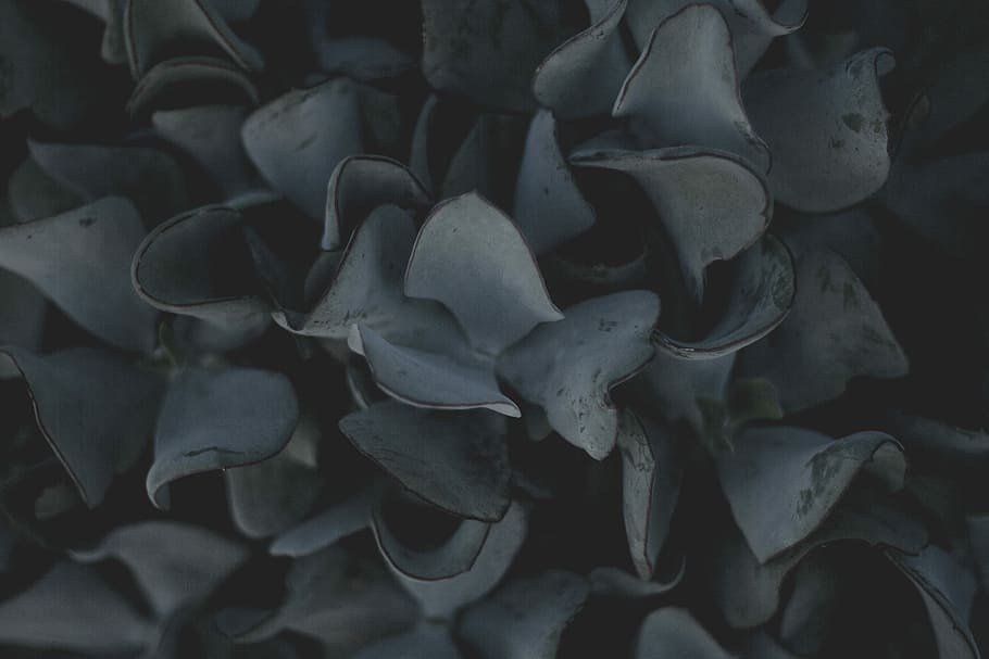 grayscale of plant leaves, closeup photo green leafed plant, dark HD wallpaper