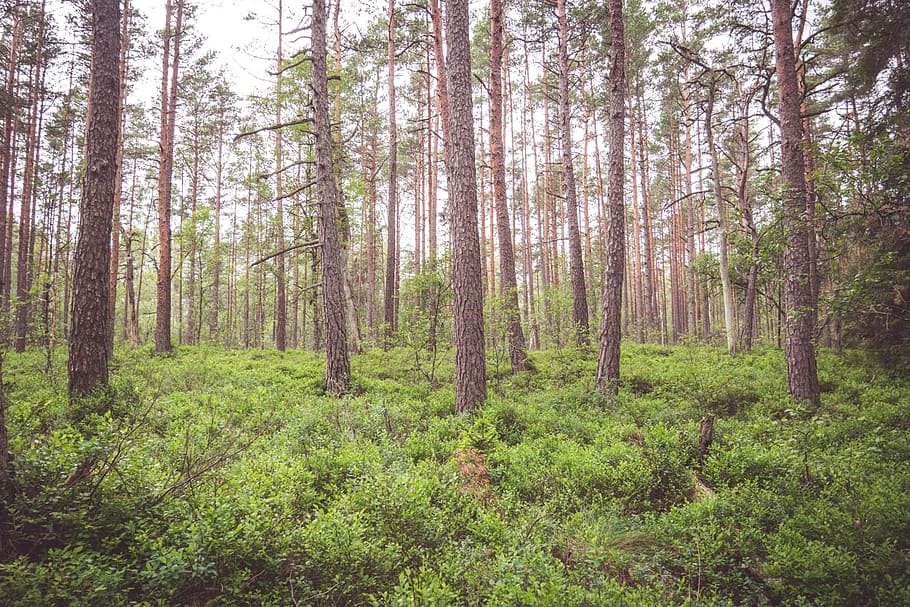 forest, woods, trees, nature, land, plant, tranquility, beauty in nature HD wallpaper