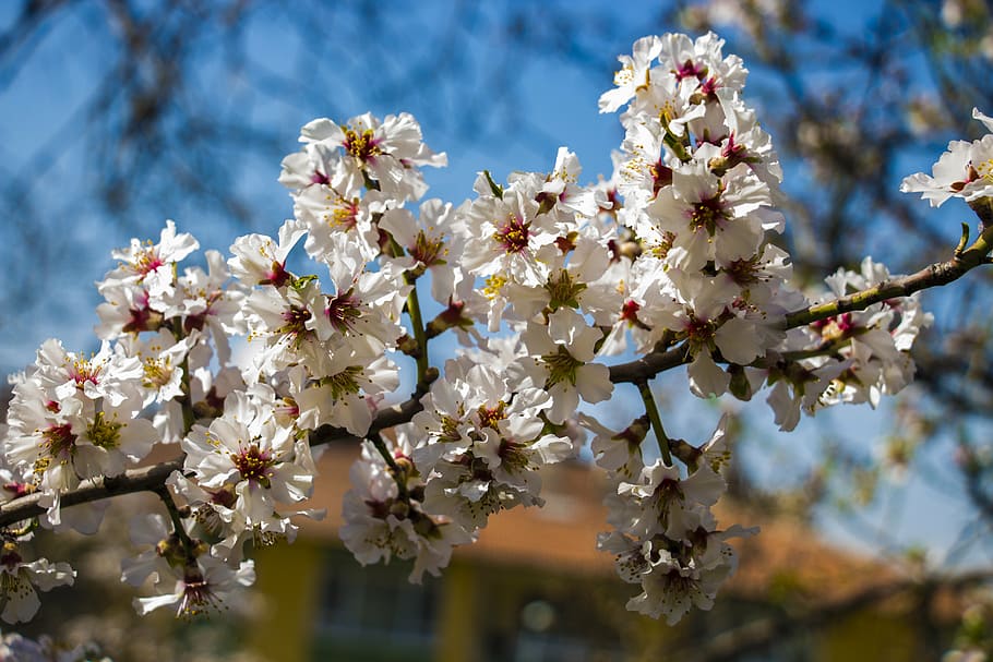 spring flowers, nature, white, plant, tree, flowering plant HD wallpaper