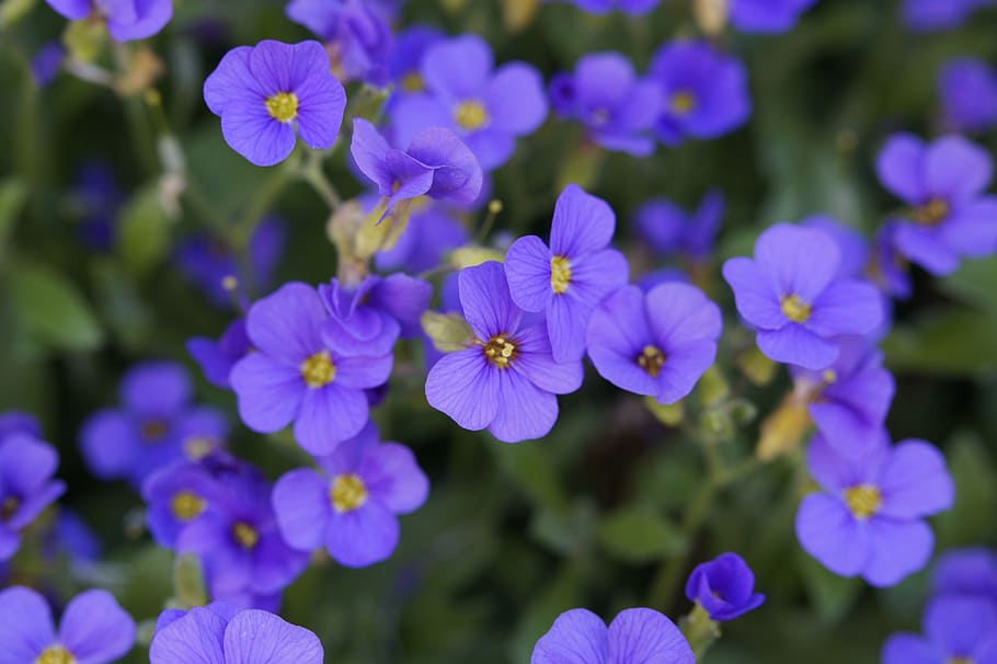 blue pillow, bloom, spring, blütenmeer, flowers, purple, close HD wallpaper