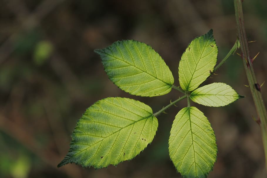 blackberry, sheet, autumn, leaf, plant part, close-up, green color HD wallpaper