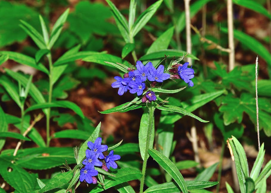 flower, blue, forest, dark lungwort, pulmonaria obscura, flowering plant, HD wallpaper