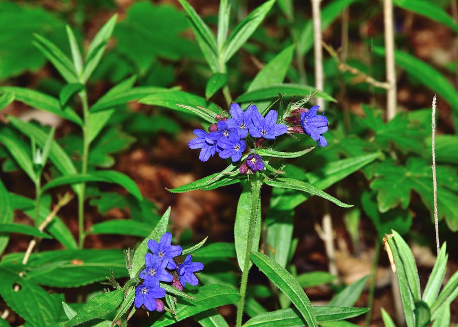 flower, blue, forest, dark lungwort, pulmonaria obscura, flowering plant HD wallpaper