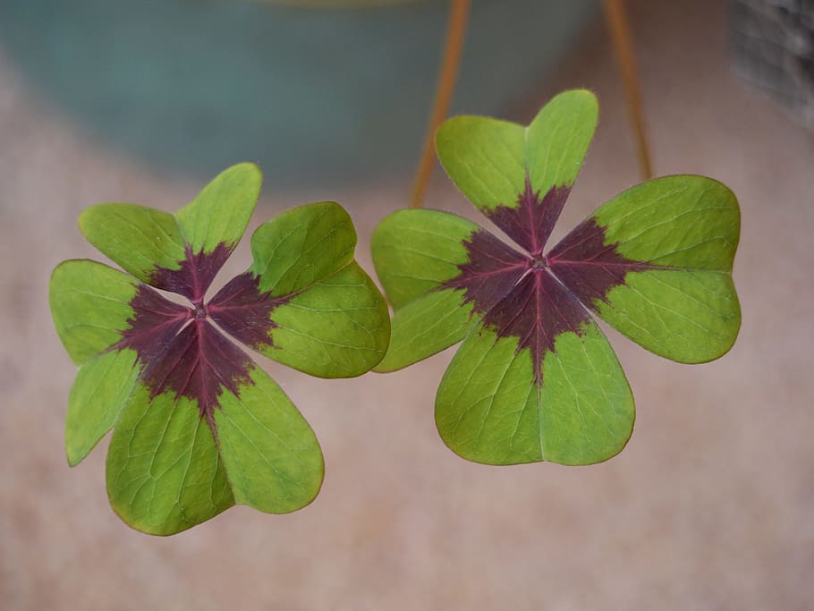 Leaf, Clover, Oxalis, Ireland, Plant, nature, close-up, green Color HD wallpaper