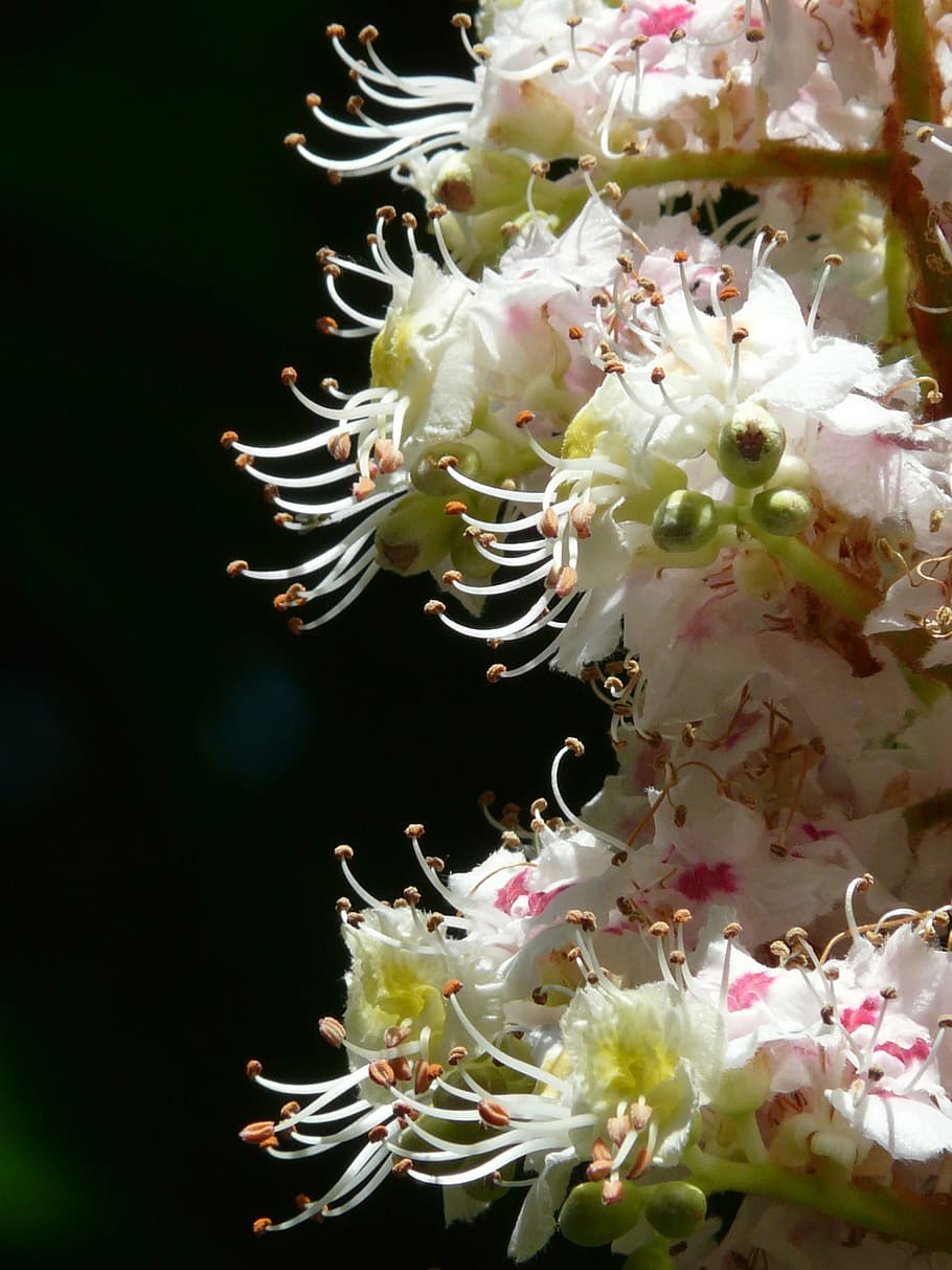 Inflorescence, Blossom, Bloom, White, close, macro, ordinary rosskastanie HD wallpaper