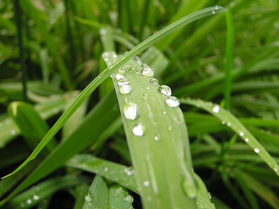 grass, grasses, nature, plant, rain, drip, raindrop, drop of water, HD wallpaper