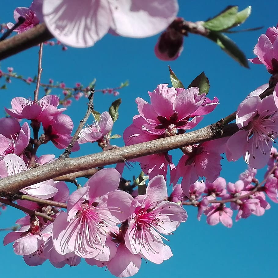 Trees, Spring, Colors, Peach, color peach, flower, fragility HD wallpaper
