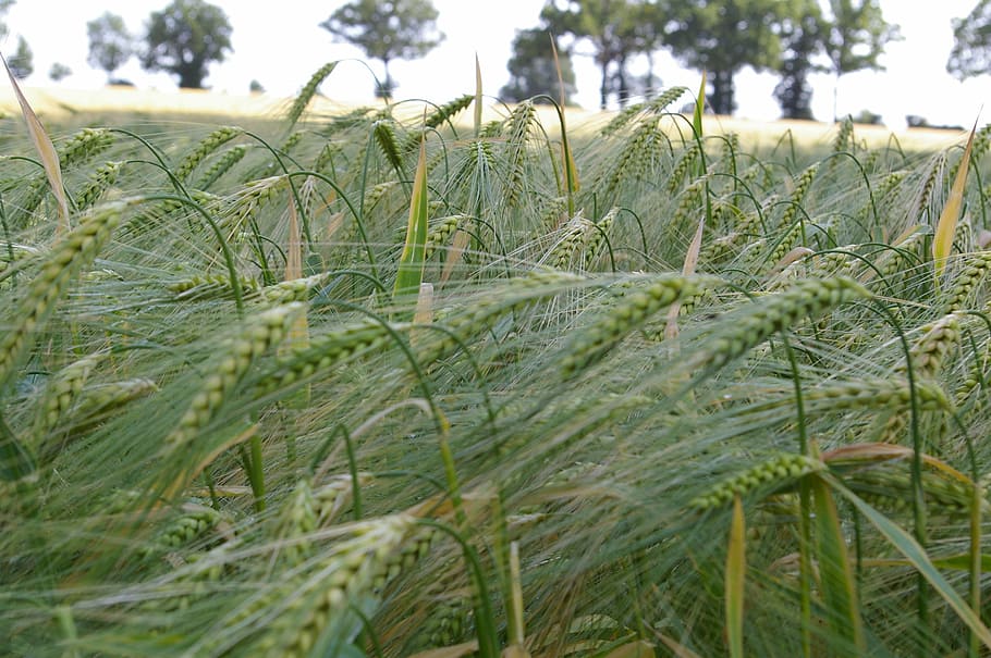 Плантации ячменя. Тритикале плантация. Ячмень прерия фото. Barley field.