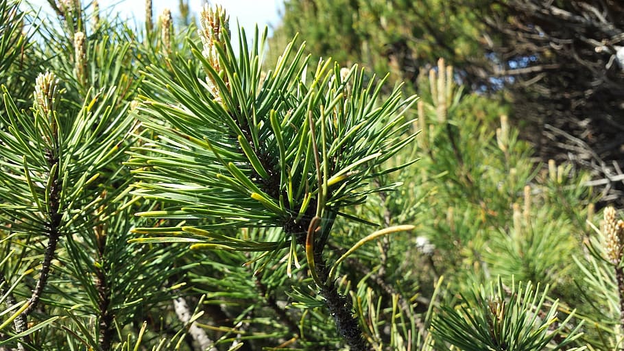 pine, tree, nature, forest, green, branch, plant, coniferous HD wallpaper