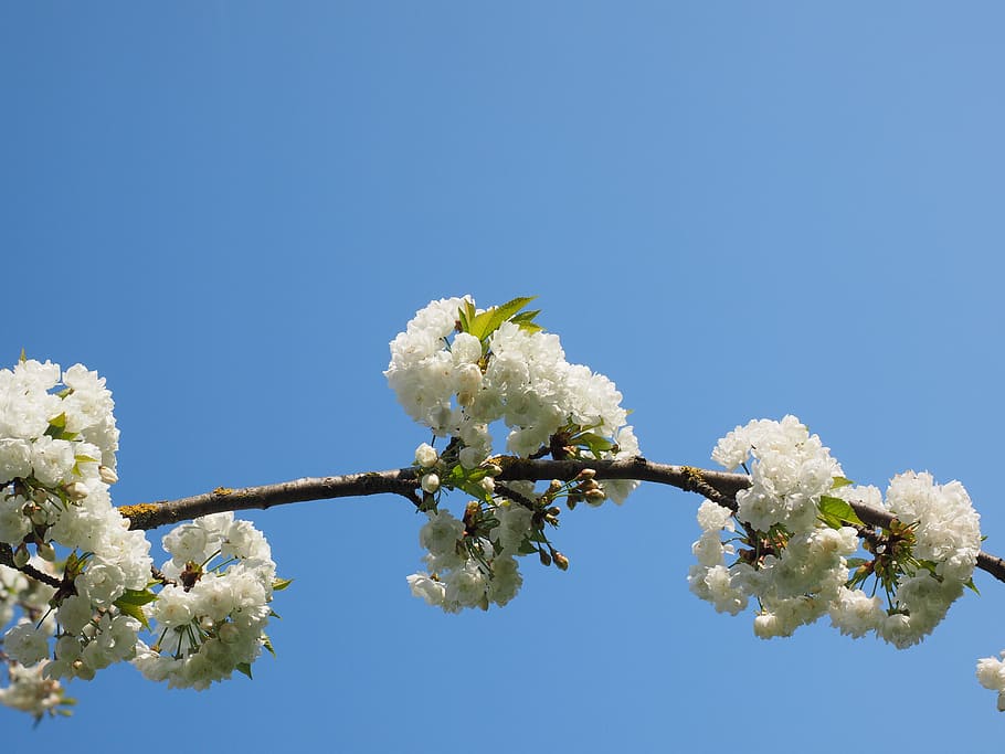 cherry blossom, white, spring, bloom, white blossom, tree, blossom branches HD wallpaper