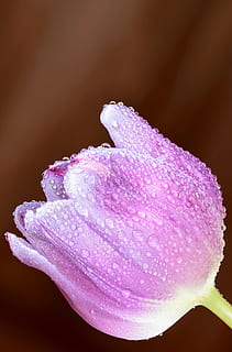 Artistic, Arty, Background, beautiful, biology, blooming, botany HD wallpaper