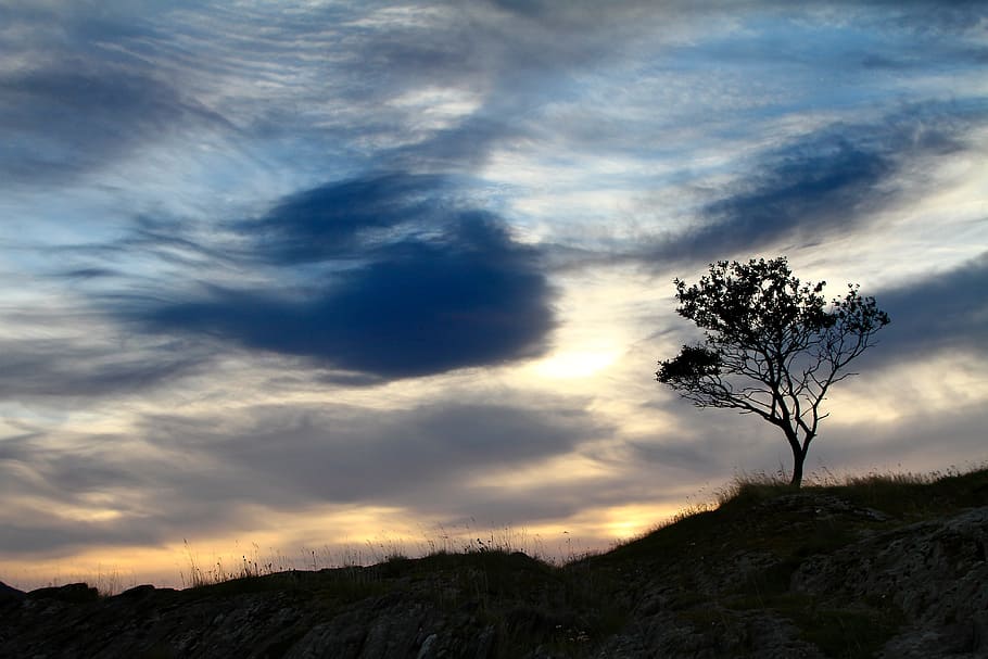 grass, tree, plant, highland, landscape, nature, outdoor, dark HD wallpaper