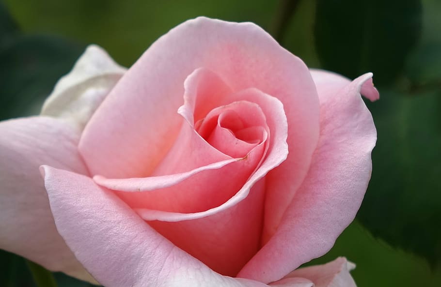 rosa multiflora, rose, pink, flowering plant, beauty in nature HD wallpaper