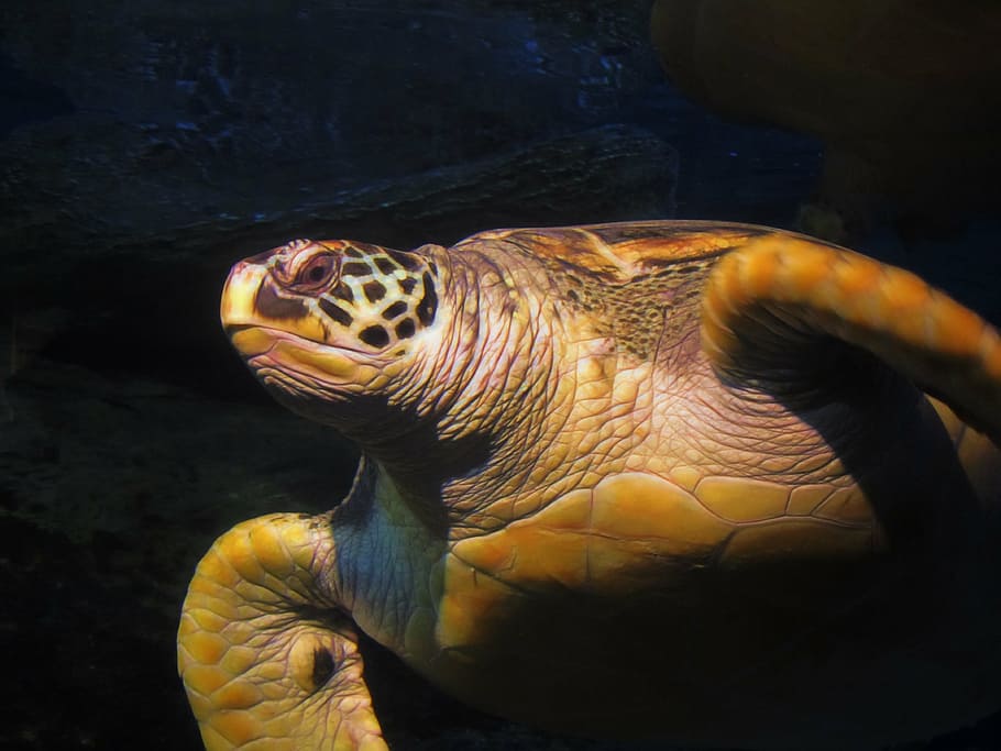 turtle, water, sea, ocean, animal, nature, underwater, wildlife HD wallpaper