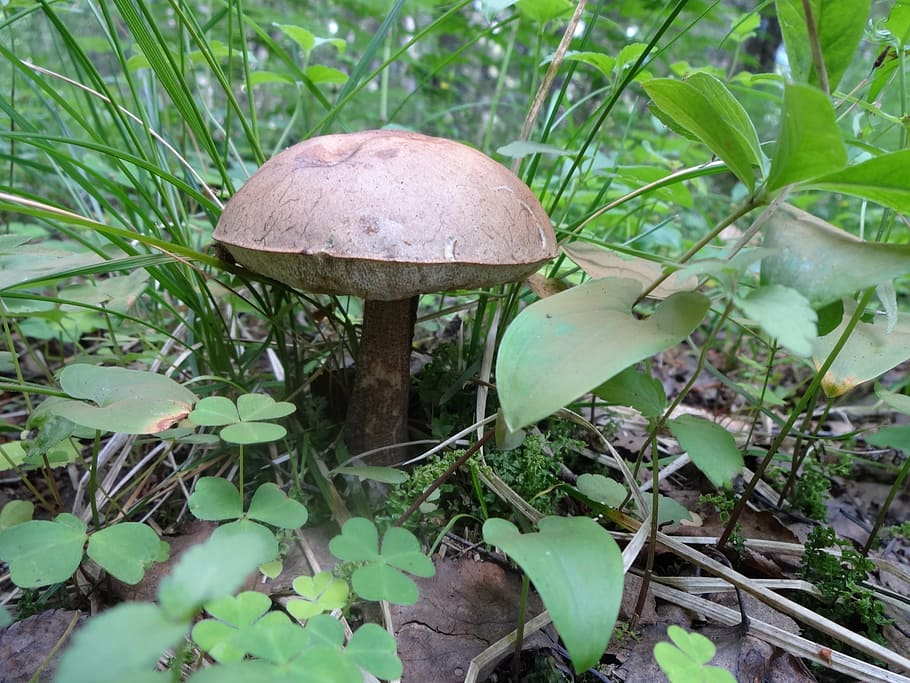 mushroom, nature, fungi, forest, boletus, soil, autumn, fungus, HD wallpaper