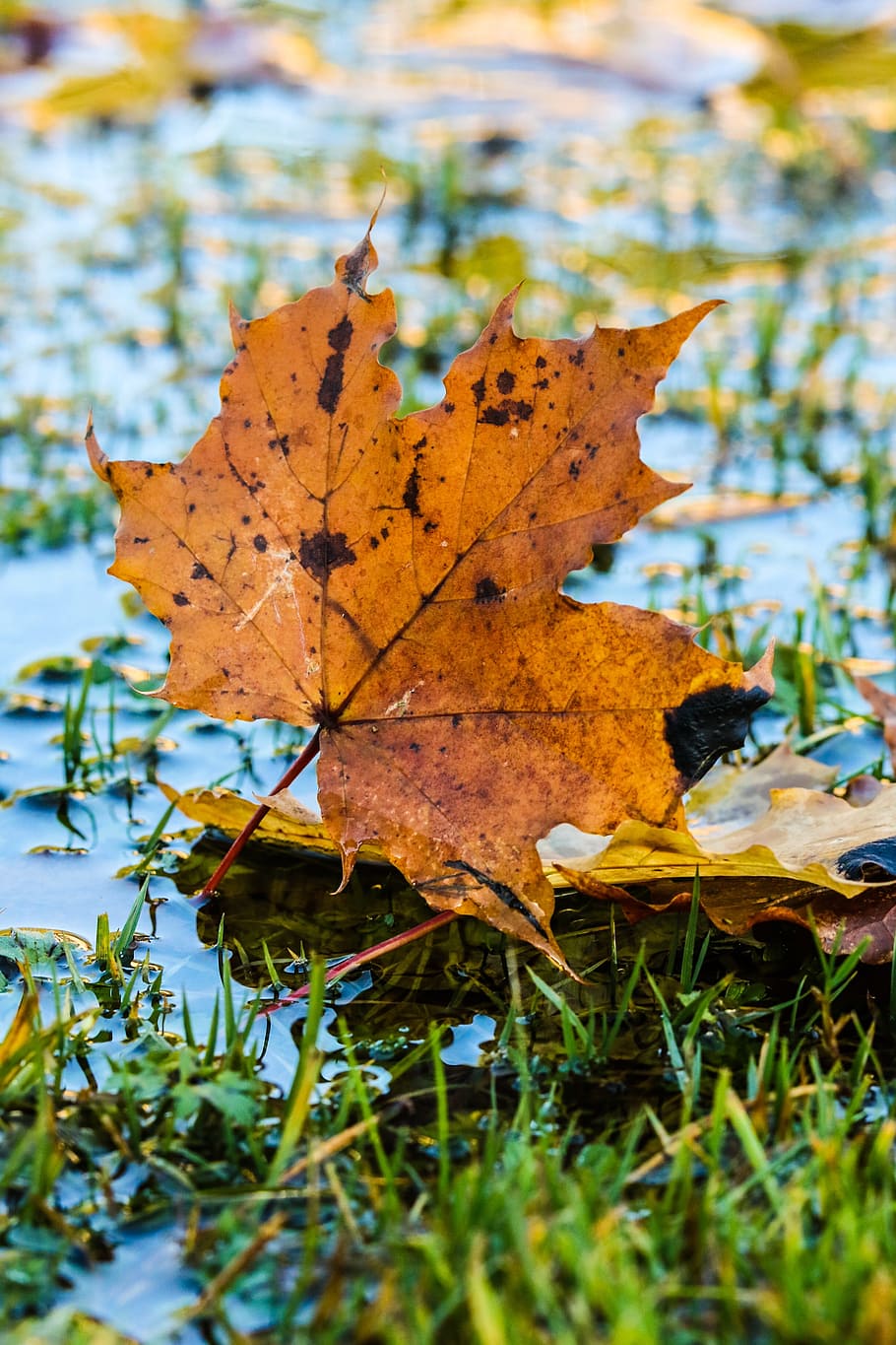 leaf, autumn, puddle, leaves, color, fall, plant part, change HD wallpaper
