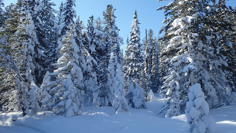 photo pine tree covered with snow, winter, leann, rime, cold HD wallpaper
