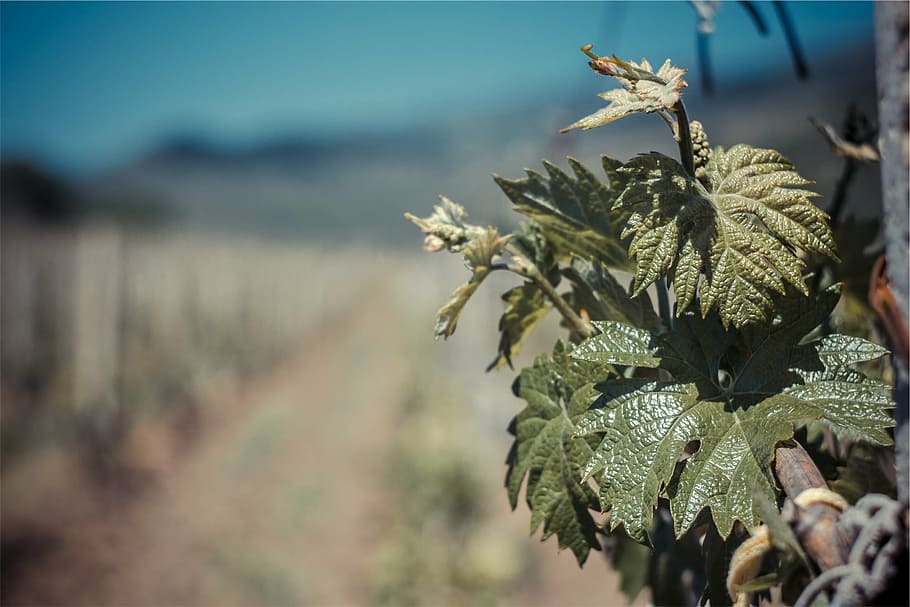 leaf, leaves, blurry, plant, growth, focus on foreground, close-up HD wallpaper