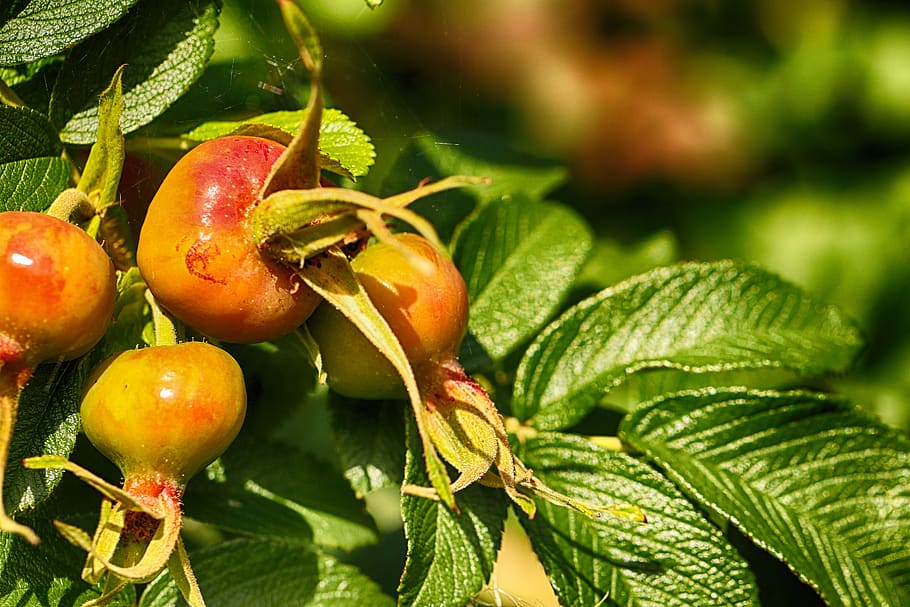 rose hip, fruit, nature, leaf, food, plant part, food and drink HD wallpaper