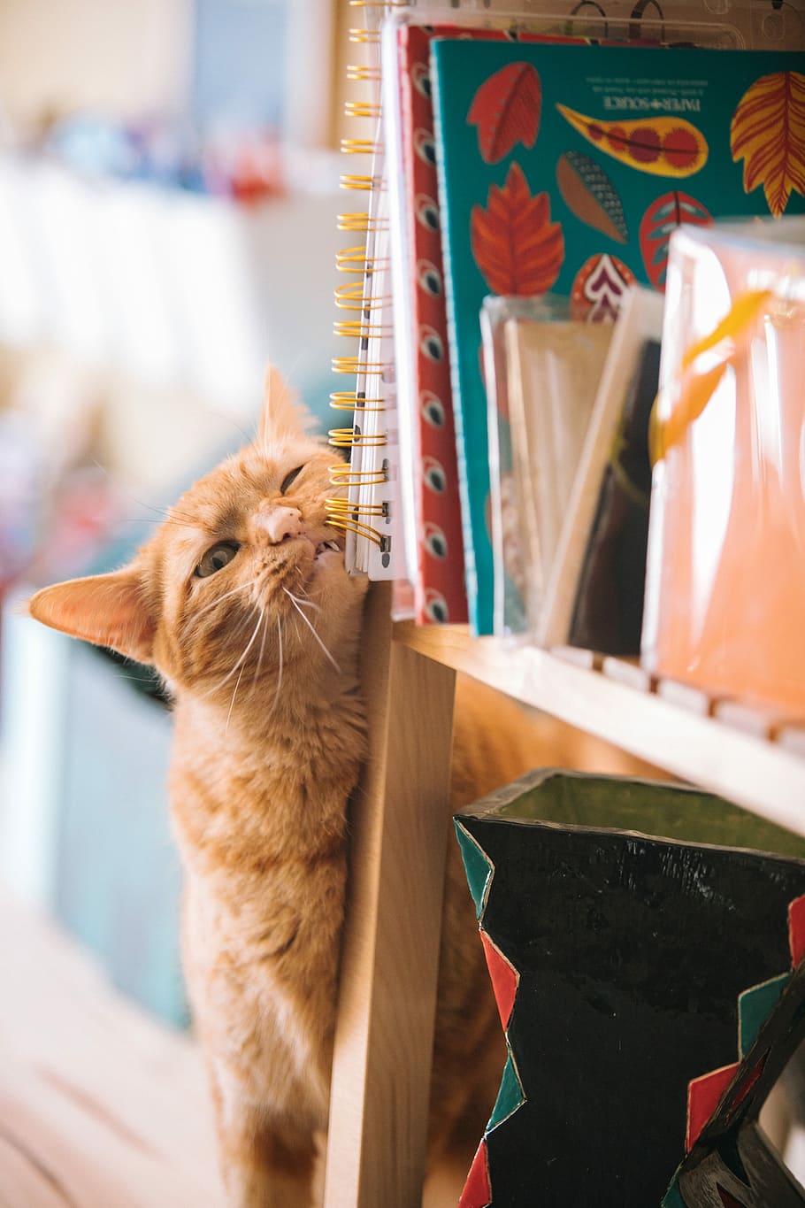 orange tabby cat near books selective focus photography, orange tabby cat climbing on book rack HD wallpaper