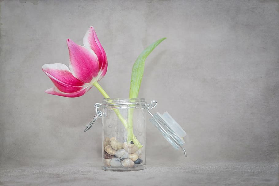 pink flower on clear glass vase, tulip, blossom, bloom, pink white, HD wallpaper