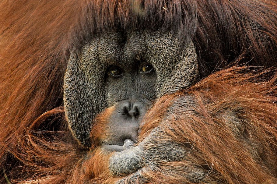 brown orangutan, Ape, Monkey, Primate, Zoo, face, expression, HD wallpaper