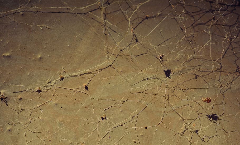 background, cobweb, network, structure, close, surface, macro HD wallpaper