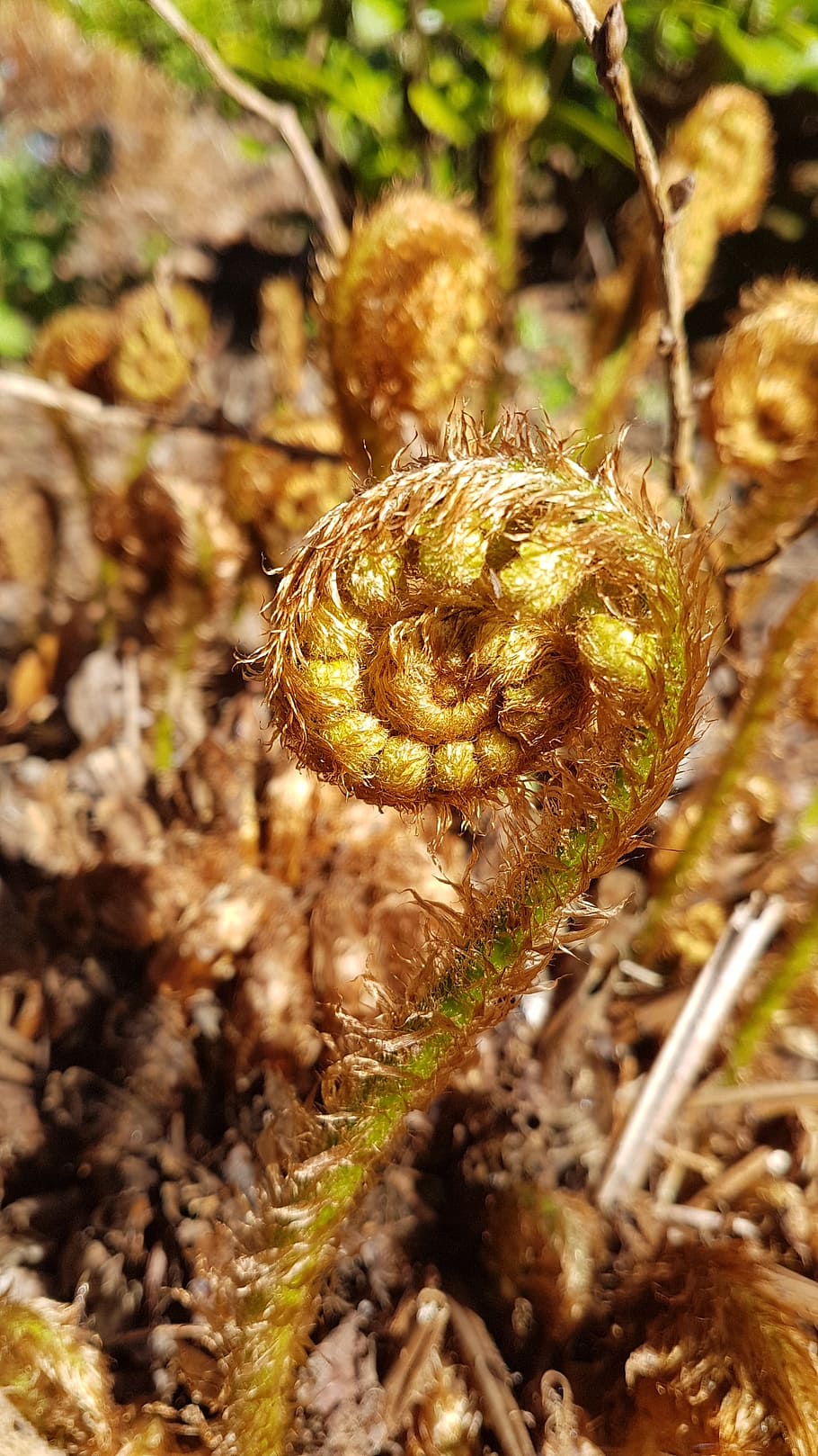 fern, spring, earth, plant, shoot, sprout, green, spiral, close-up HD wallpaper