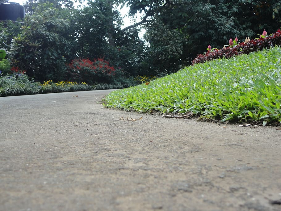 grass, roads, plants, nature, love grass, green, ground, growth HD wallpaper