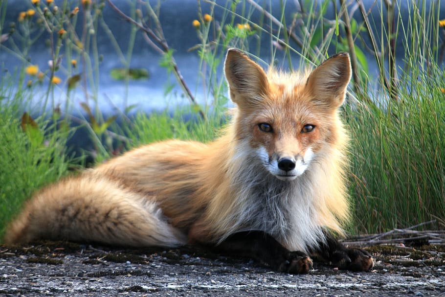brown fox, fuchs, canada, perce, quebec, perce quebec, animal HD wallpaper