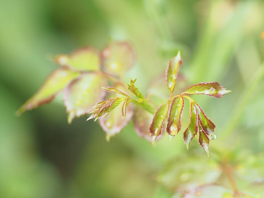 dewdrop, flower, yellow, garden, plant, drop of water, blossom HD wallpaper