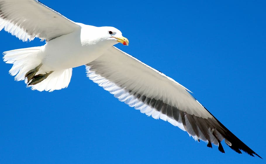 Gull, Flight, Sky, Feather, Bird, Fly, nature, animal, wing HD wallpaper
