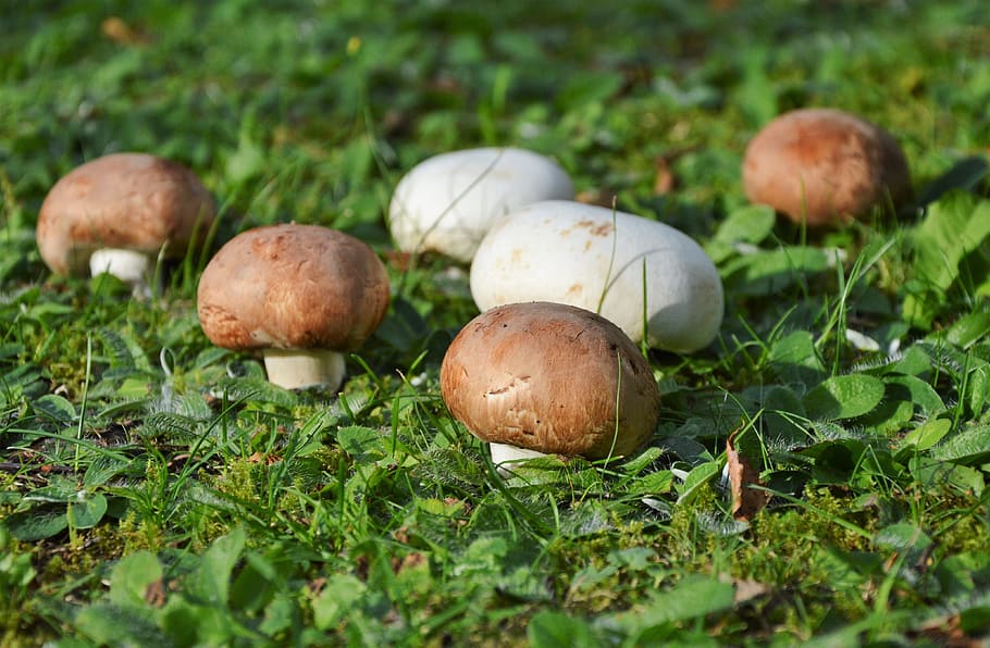 mushroom, egerling, disc fungus, forest, screen fungus, forest floor, HD wallpaper