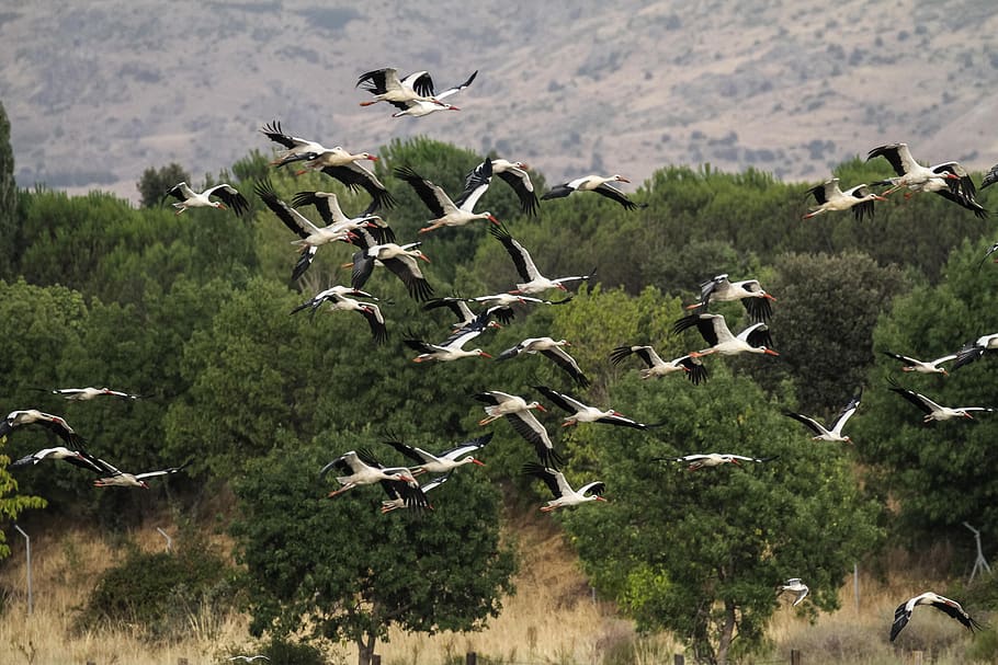 spain, madrid, manzanares, storks, migrating, birding, animals in the wild HD wallpaper