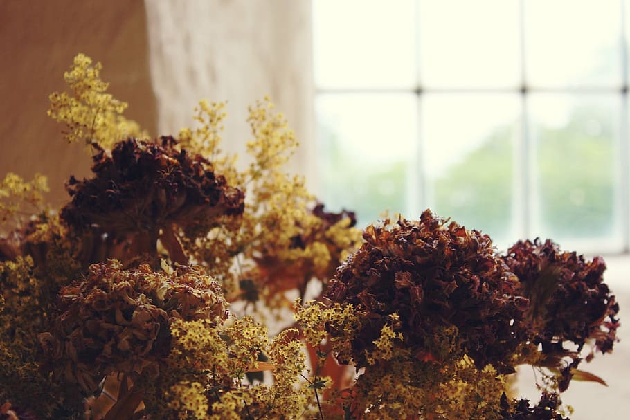 window, flowers, wall, by looking, plant, stone wall, old, facade HD wallpaper