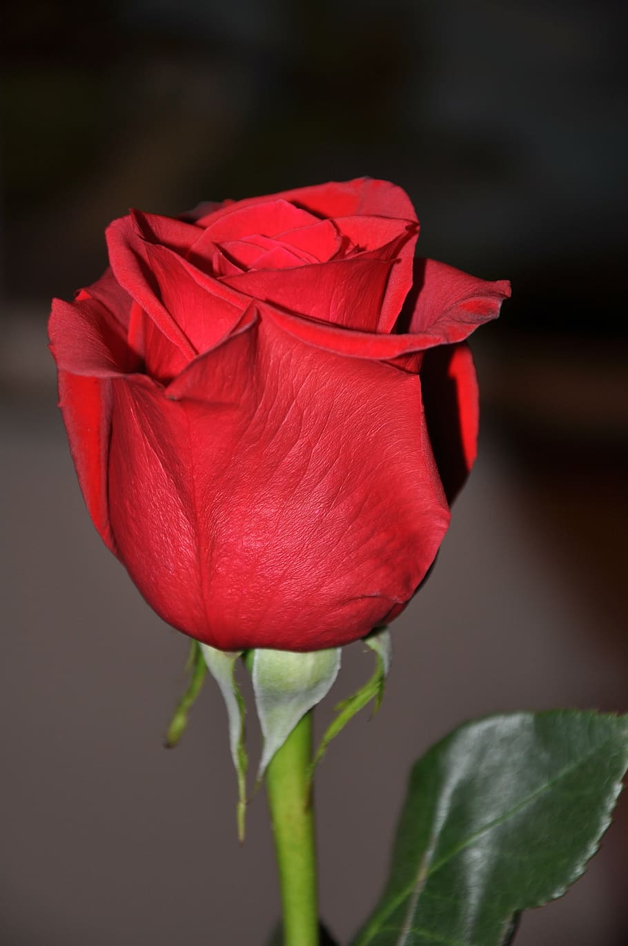 rose, red, flower, nature, petal, rose - Flower, plant, flowering plant HD wallpaper