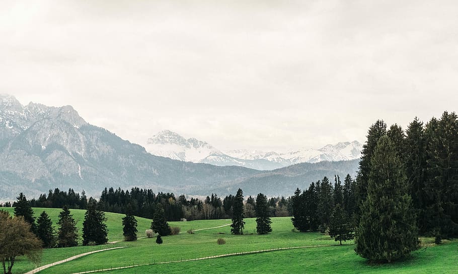 green pine trees, landscape of pine trees, forest, nature, mountain range HD wallpaper