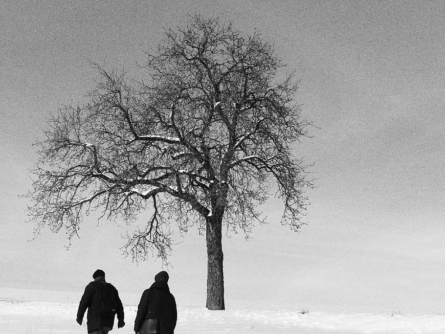 tree, winter, walk, pedestrian, snow, nature, wintry, landscape HD wallpaper